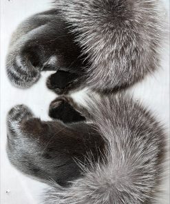 Harp Sealskin and Indigo Fox Fur Boxer Style Mitts