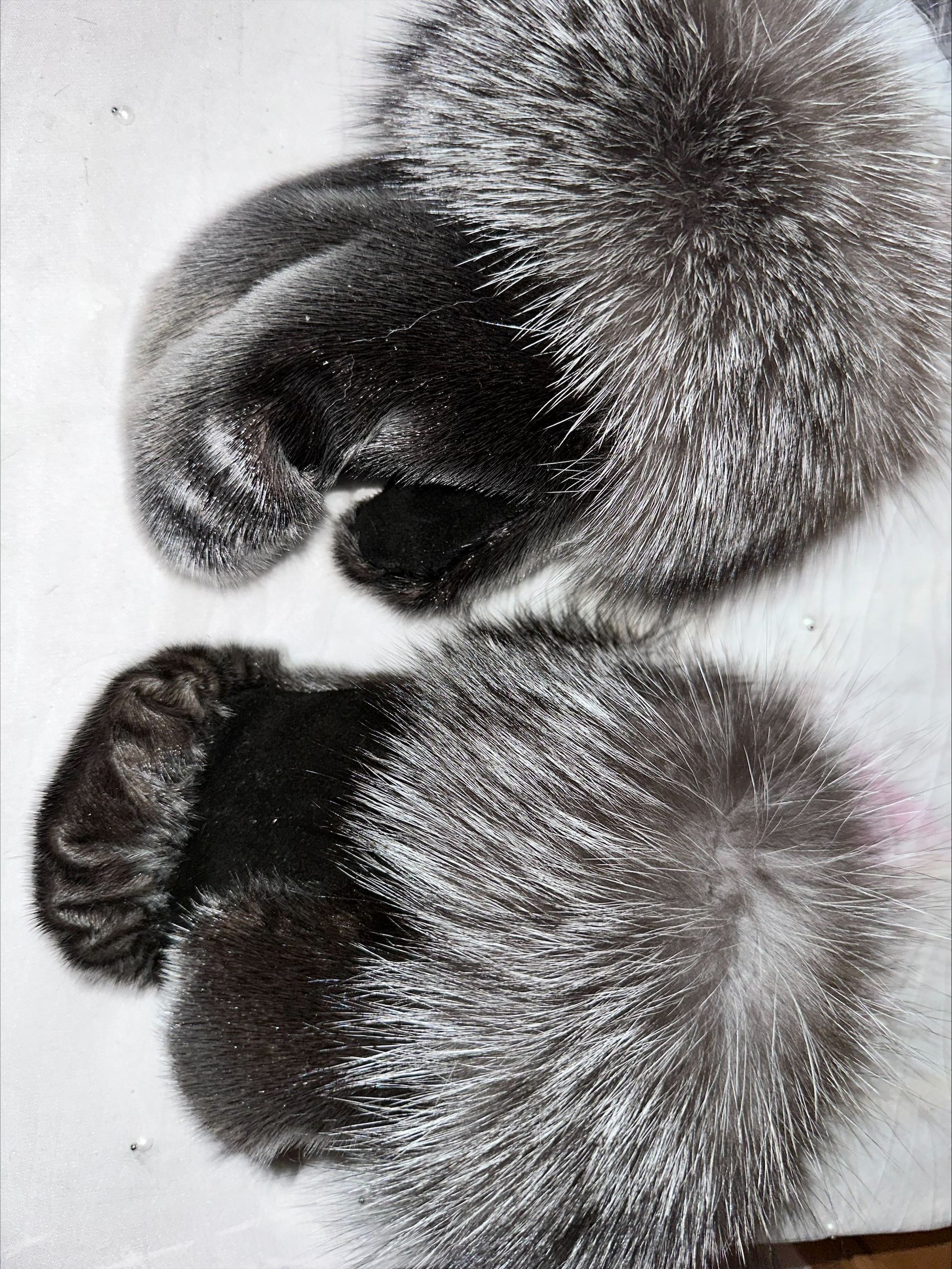 Harp Sealskin and Indigo Fox Fur Boxer Style Mitts - Image 3