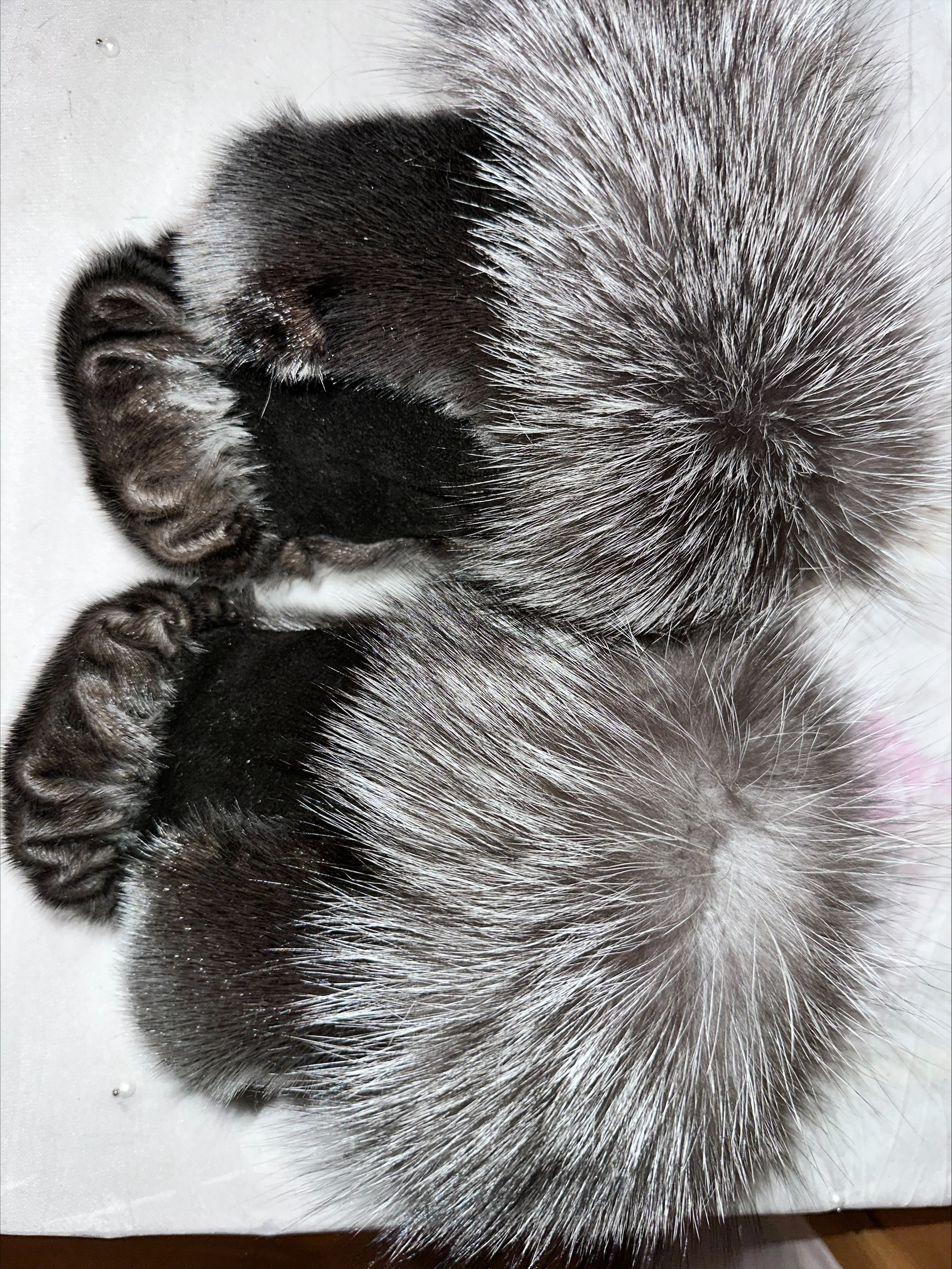 Harp Sealskin and Indigo Fox Fur Boxer Style Mitts - Image 2